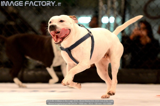 2015-06-13 Milano in the Cage 2015 - Mixed Martial Arts 0320 Out of the Cage